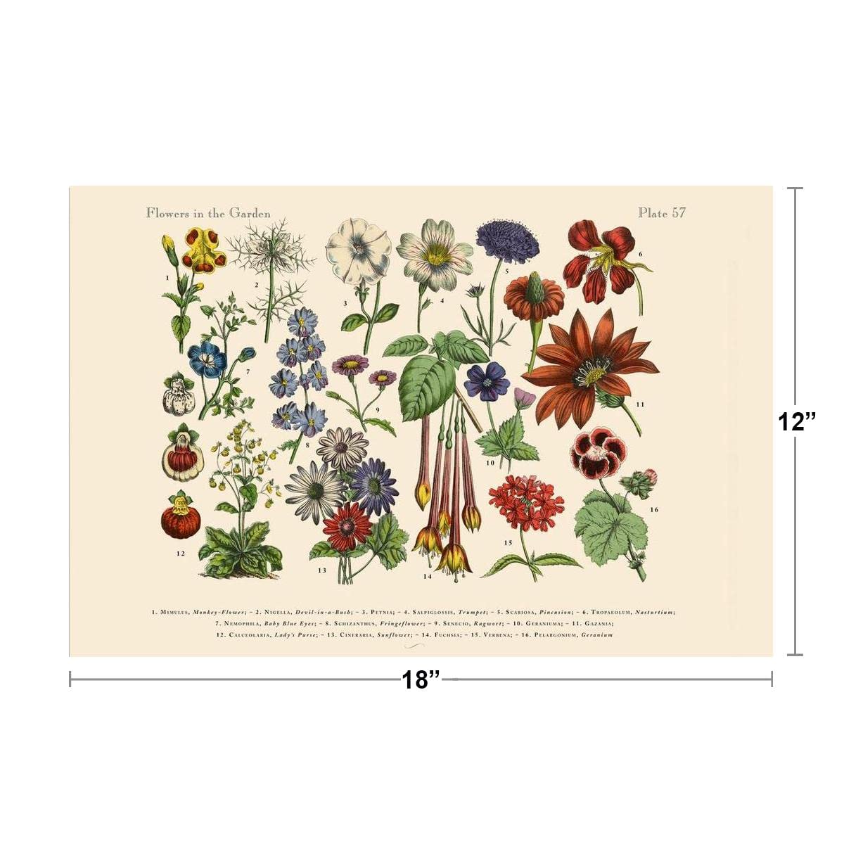 BOTANICAL ART 【import品】 71VKivy8YRL._AC_SY200_QL15_.jpg